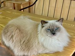 -豆逗聊愈猫阁Easy Life