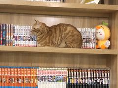 -滚猫咖啡·猫咖·猫友好撸猫(未来城店)