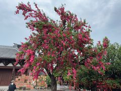 -祥源·阜阳生态乐园