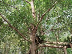 -中国科学院西双版纳热带植物园