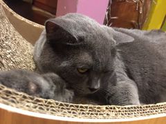 -万小咖.猫咖(中山路天虹店)