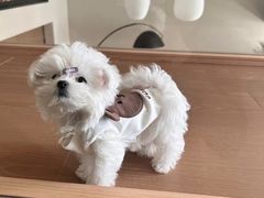 -翊宠yipet猫狗购宠庄园犬舍•猫舍