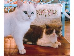 -共舞时光猫咖·狗咖(新街口店)