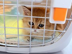 -宠物星动物医院·眼科·异宠·猫科(江南大道总院)