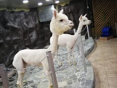 -上海大自然野生昆虫馆(东方明珠·爬宠昆虫探索中心)