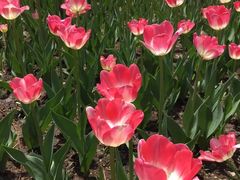 -长春公园(普阳街道)