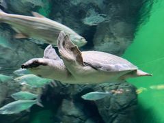 -上海海洋水族馆