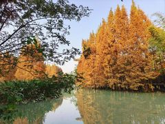 -桤木河湿地公园