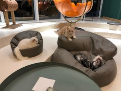 -飞行喵MR PILOT|猫舍·猫咖(静安大融城店)