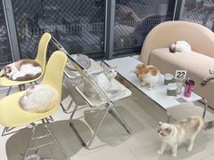 -怪兽屋·羊驼·猫咖·狗咖(俊华广场店)