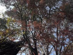 -秋霞圃