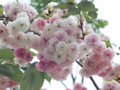 -天适樱花悠乐园