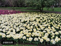 -上海鲜花港