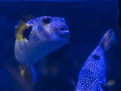 -太平洋海底世界