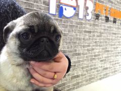 1013&nbsp;pet&nbsp;shop&nbsp;宠物美容寄养精品店(近铁城市广场店)-1013 PET SHOP 宠物商店(近铁城市广场店)