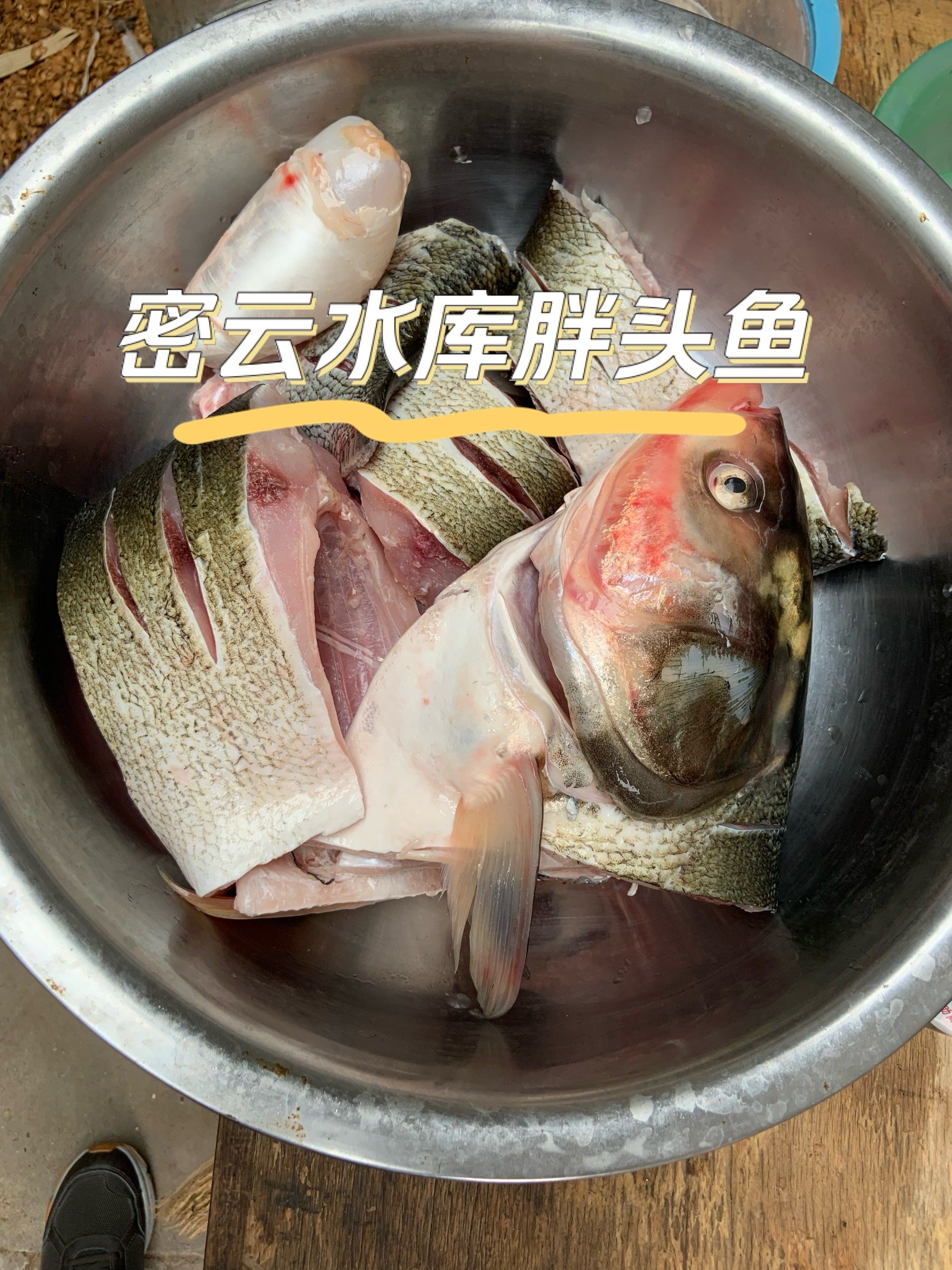 密云水库胖头鱼!