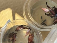 -小猫钓鱼海钓俱乐部(椰梦长廊店)