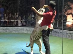 -清迈夜间动物园