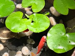 -曲水兰亭(北京四惠店)