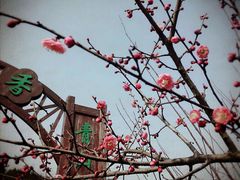 -香雪海