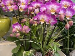 -淘花源花艺鲜花店 开业花篮 绿植(南部商务区店)