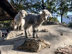 -深圳野生动物园