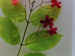 -广东中医药博物馆