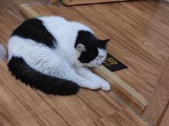 -MOCHA明星猫咖(田子坊店)