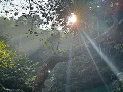 -野象谷景区