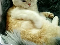 -喵的天空名猫咖啡馆·撸猫·猫舍·用品