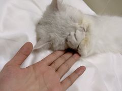 -屋虎猫馆(宝安大仟里店)