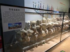 -河南自然博物馆