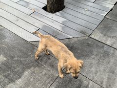 -杭州西湖风景名胜区-三生石