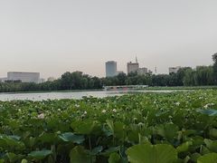 -莲花池公园