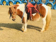 -武汉紫薇都市田园