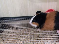 -狗不理喵子(百富路店)