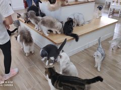 -李小姐の猫咖啡馆(五角场店)