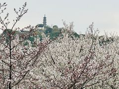 -苏州上方山国家森林公园