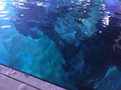 -暹罗海洋世界
