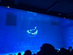 -芜湖新华联大白鲸海洋公园