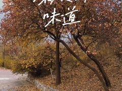 -北京西山国家森林公园