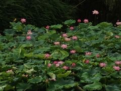 -白鹭湾湿地公园