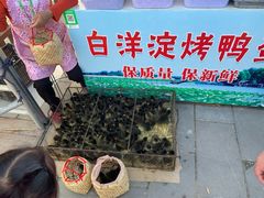 -白洋淀景区