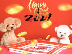 -读宠于你·约克夏比熊·睫角守宫·爬宠售卖(高新店)