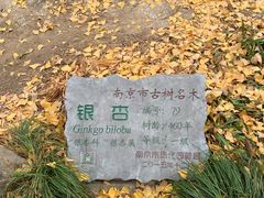 -灵谷景区