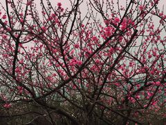 -香雪海