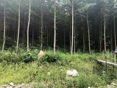 -大连天门山国家森林公园