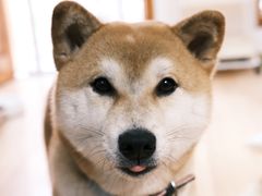 -是阿柴呀！柴犬咖啡·爱喵喵猫咖