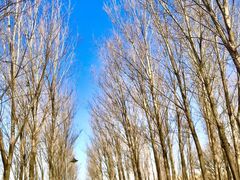 -东升八家郊野公园
