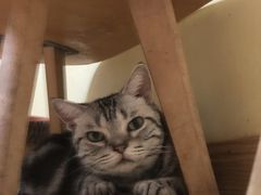 -Meowの猫咖(万家丽店)